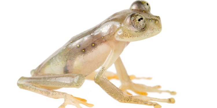 Newly discovered frog immediately threatened with extinction
