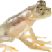 Newly discovered frog immediately threatened with extinction