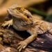 Did you know bearded dragons change their gender? Here is how and why!