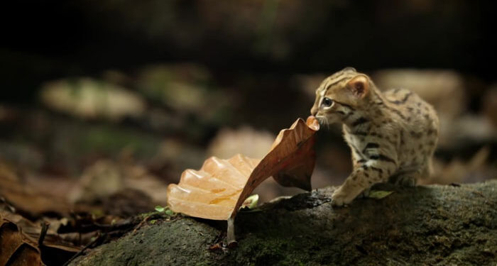 This is the world’s tiniest cat!