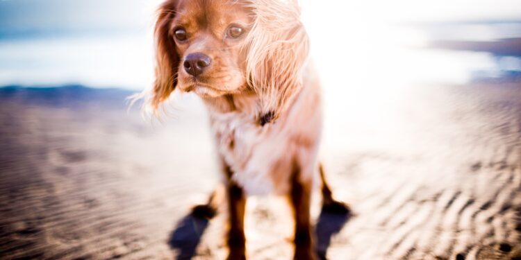 Can animals get sunburned?