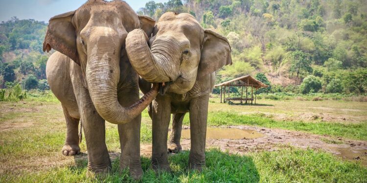 Indian man creates elephant friendly tea garden