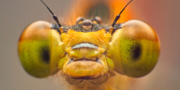 The smallest insects in the world