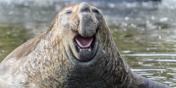 Can animals actually laugh?