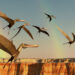 The largest bird ever