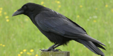 How intelligent are crows?