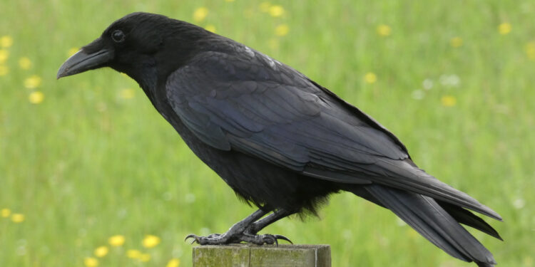 How intelligent are crows?