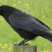 How intelligent are crows?