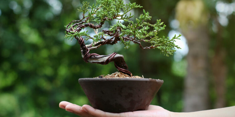 How to keep your bonsai tree happy and healthy