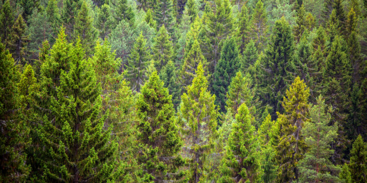 This is why evergreen trees don’t shed their needle-like leaves