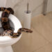Can snakes really come up a toilet pipe?