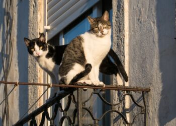 Does a cat have nine lives or are they just good at heights?