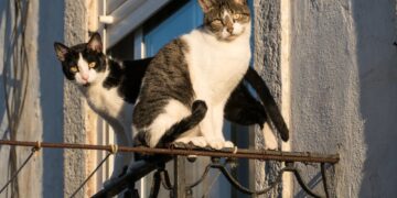 Does a cat have nine lives or are they just good at heights?