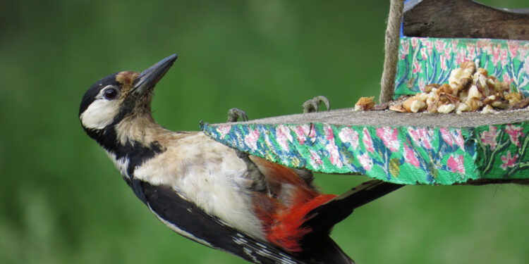 Stunning pictures thanks to a simple camera and a bird feeder