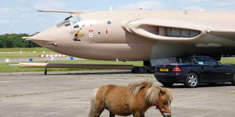 Miniature horse takes flight