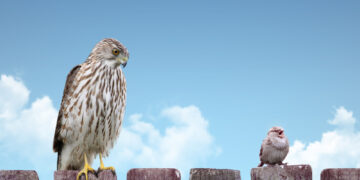 How climate change can make birds smaller