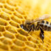 Scientists explain the amazing process by which bees make honeycombs.