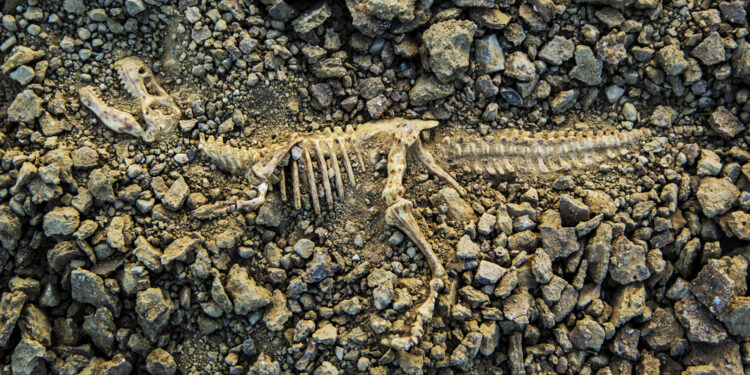 The first dinosaur found with parasites