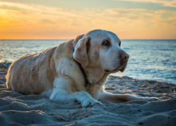 Your dog can have a depression too