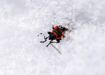 Do ticks bite in the winter?