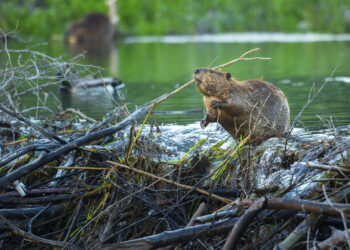 The reason why beavers build dams