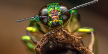 Do insects feel pain like we do?