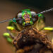 Do insects feel pain like we do?
