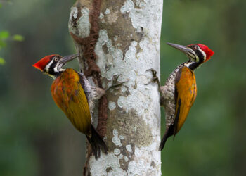 The reason why woodpeckers peck