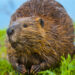 How dangerous are beavers?