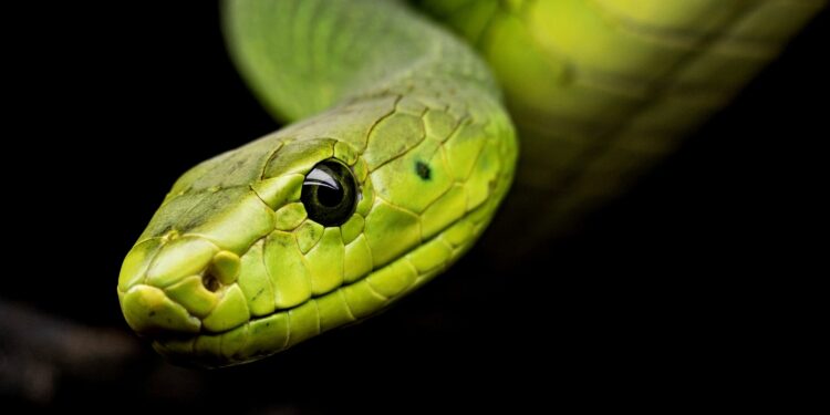 This is how snake venom works